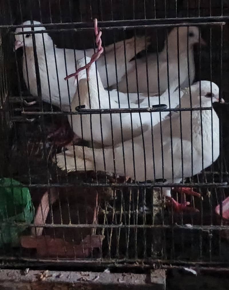 Pigeons 0