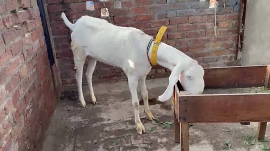 Pure rajanpuri path comfrim 2 mah gaban