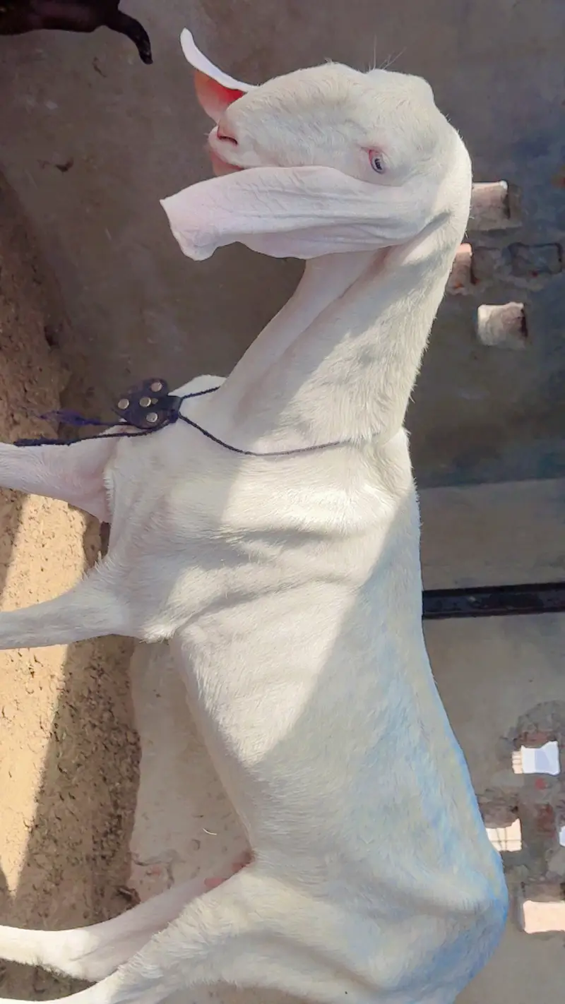 Pure rajanpuri path comfrim 2 mah gaban — photo 3