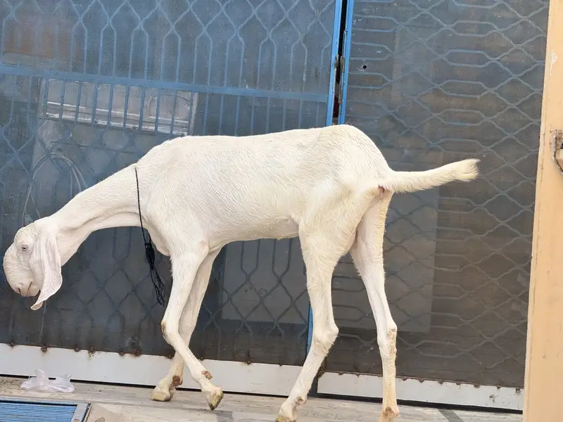 Pure rajanpuri path comfrim 2 mah gaban — photo 4