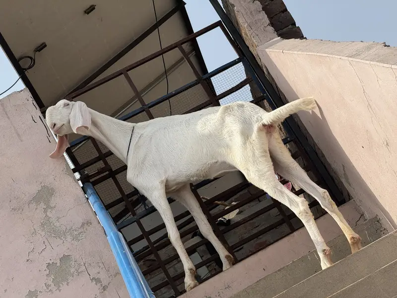 Pure rajanpuri path comfrim 2 mah gaban — photo 7