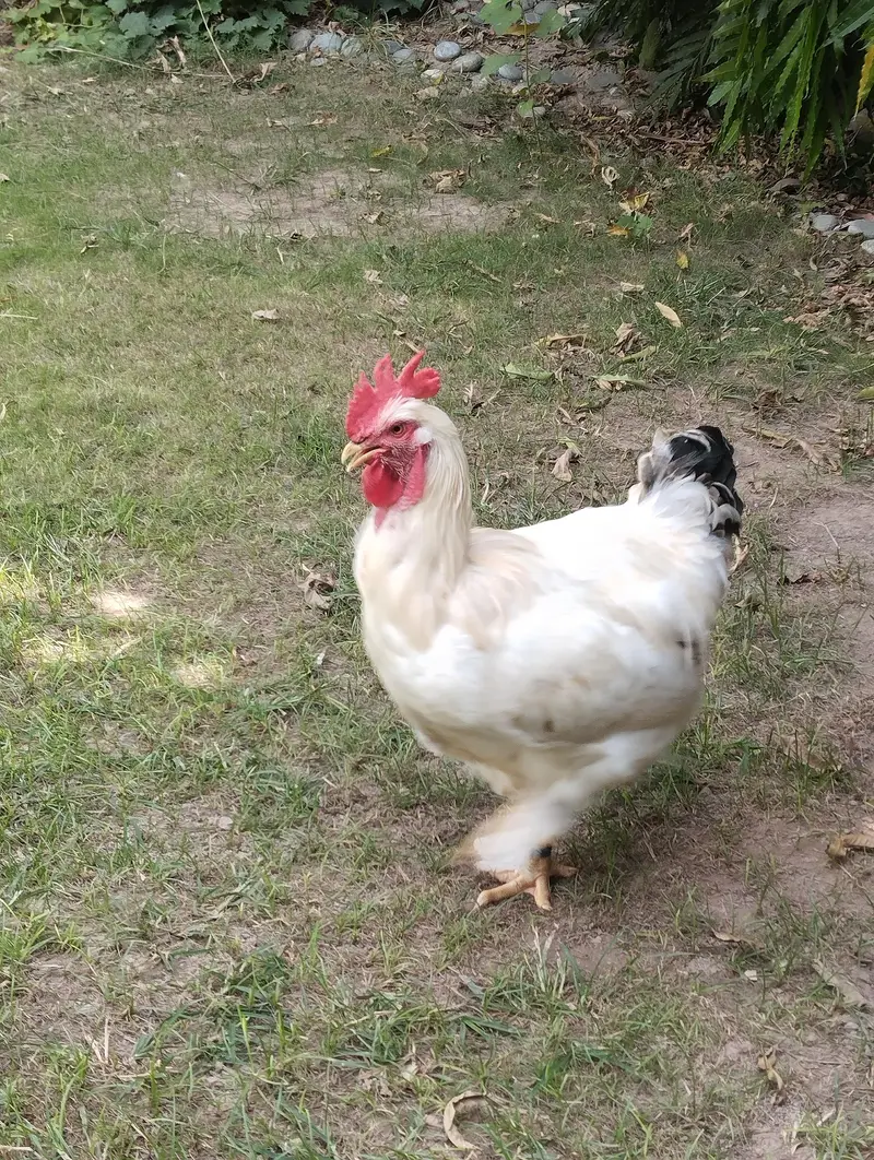 light Sussex × white buff male |heavy and active|03409062402 — photo 5