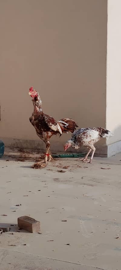 aseel lasani puri jawa