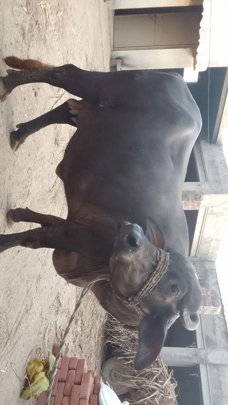 phlan CHOTI  sone vale 10 left — photo 2