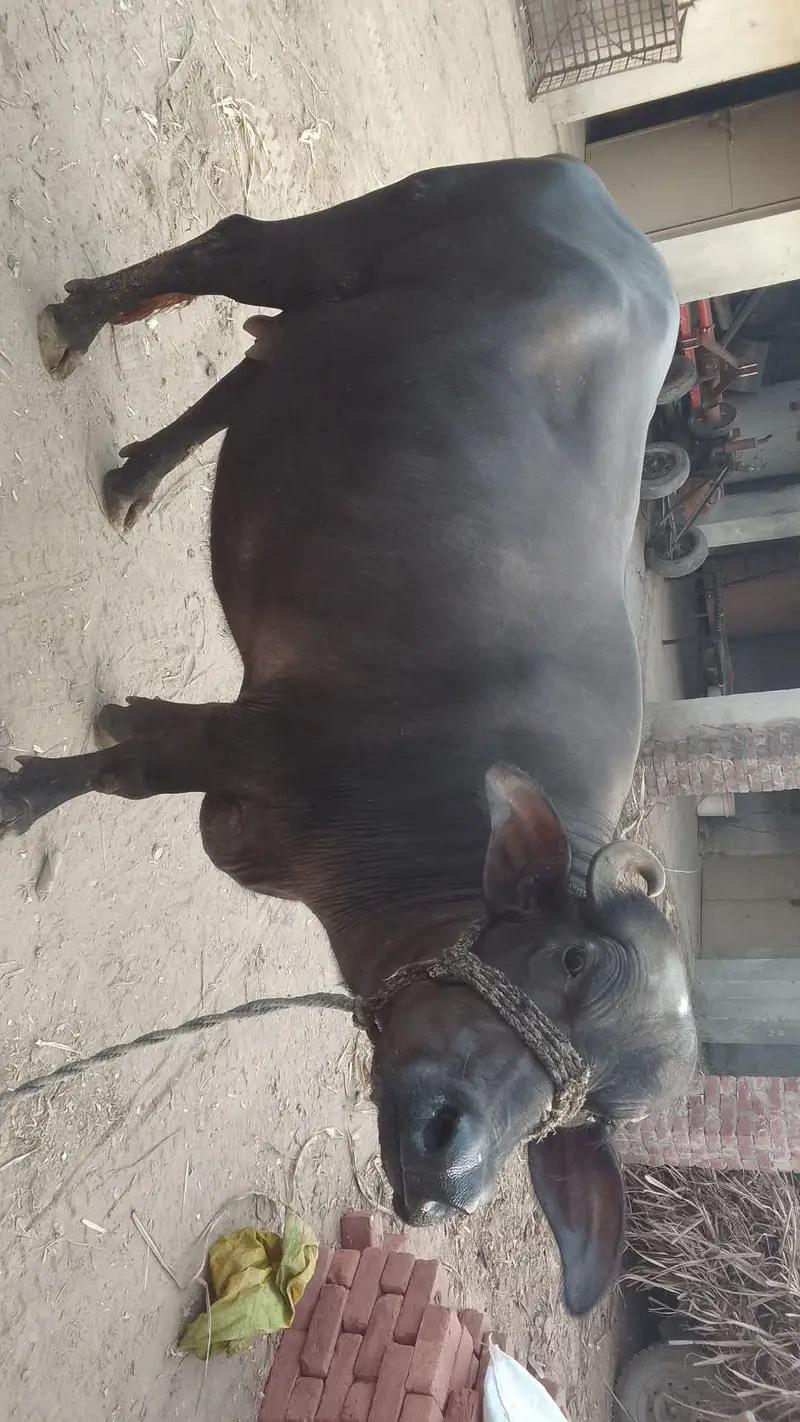 phlan CHOTI  sone vale 10 left — photo 4