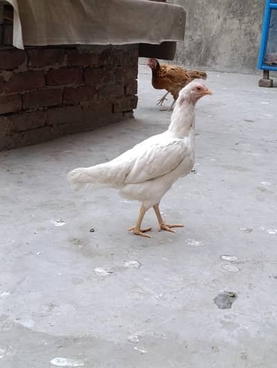 white female chickens