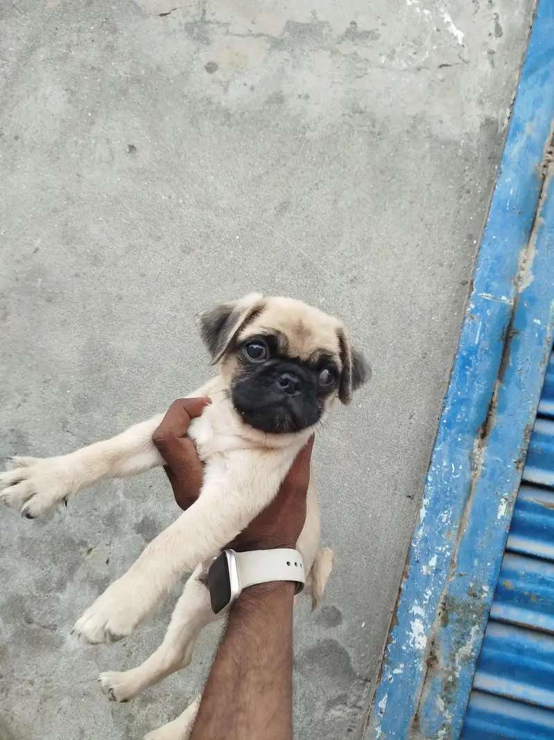 Top Notch Quality Pug Puppies Non pedigree — photo 2