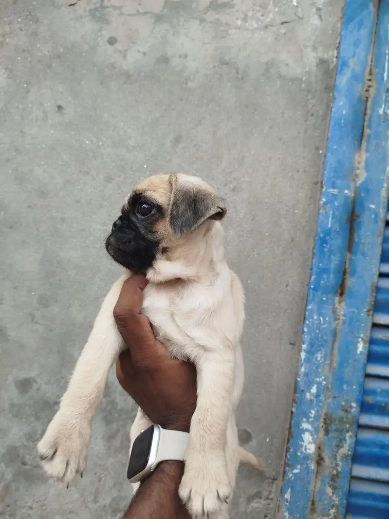 Top Notch Quality Pug Puppies Non pedigree — photo 3