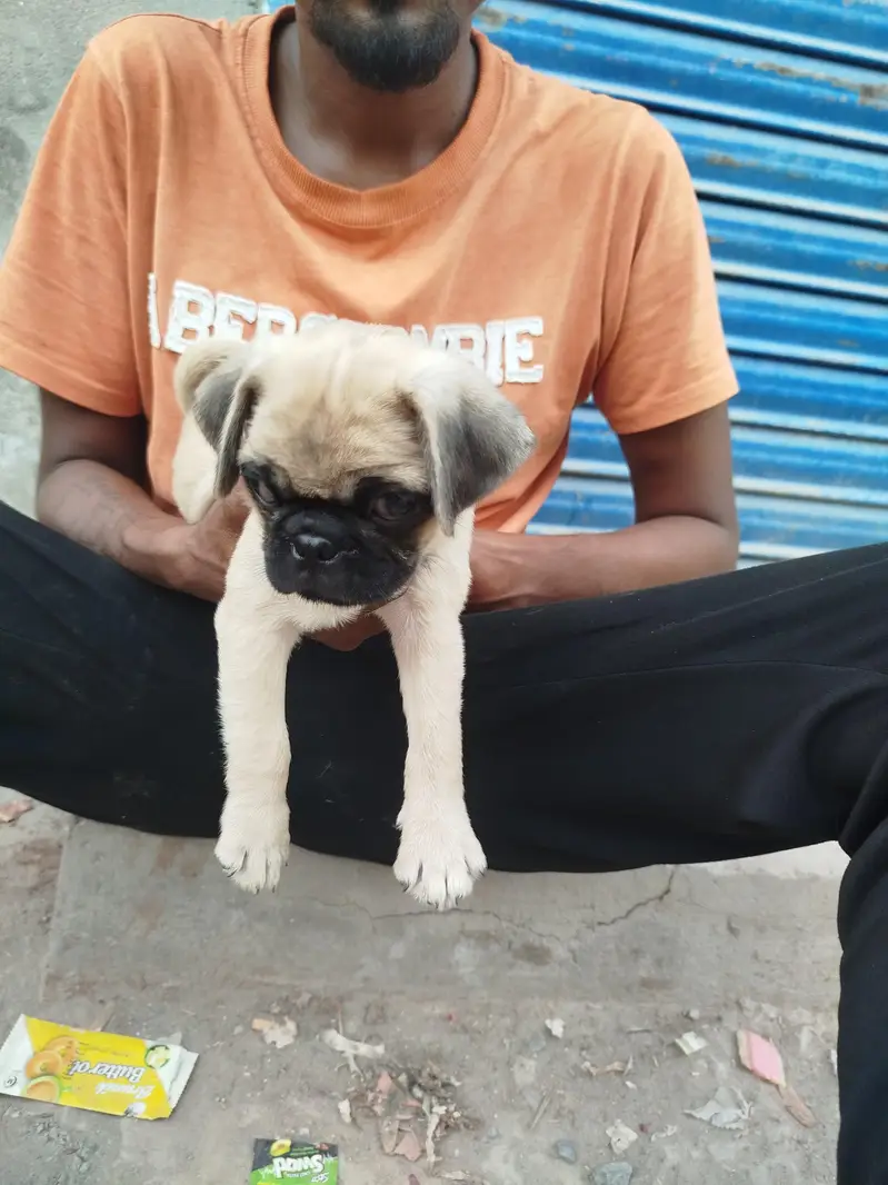 Top Notch Quality Pug Puppies Non pedigree — photo 4