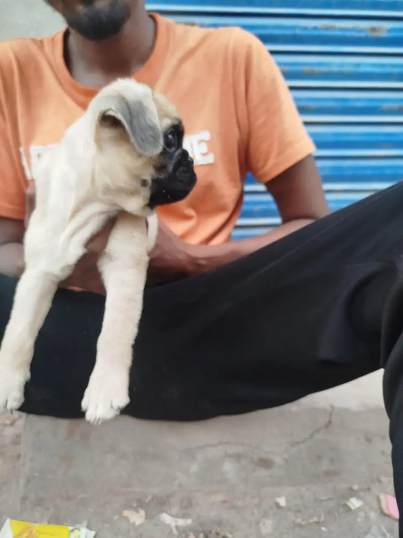 Top Notch Quality Pug Puppies Non pedigree — photo 5