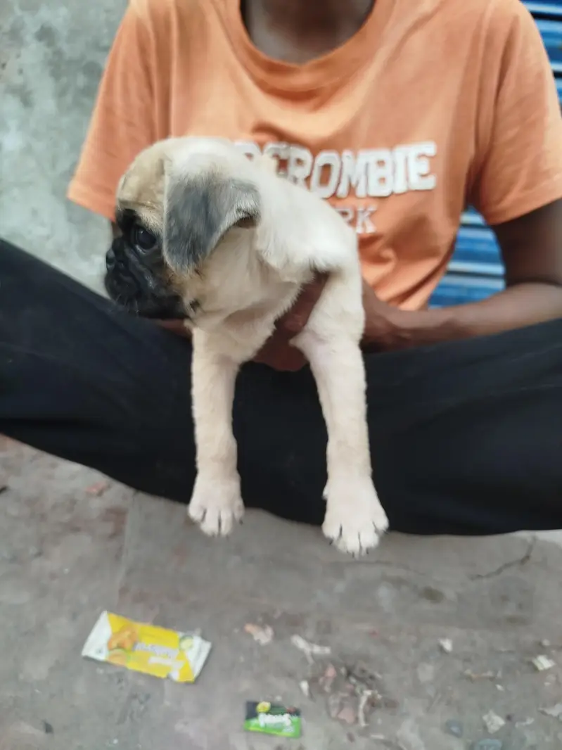 Top Notch Quality Pug Puppies Non pedigree — photo 6