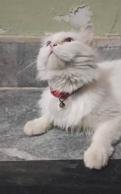 Persian female vaccinated