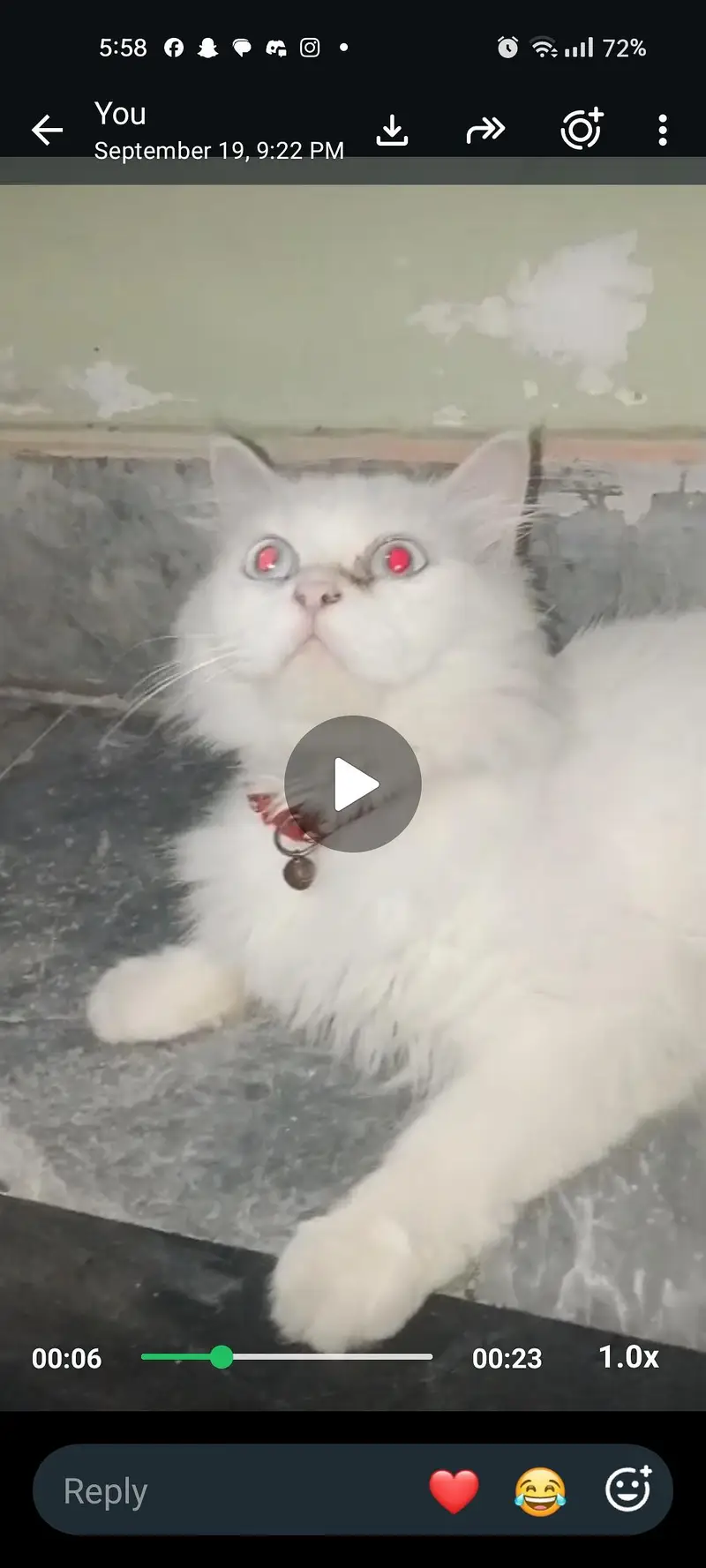 Persian female vaccinated — photo 4