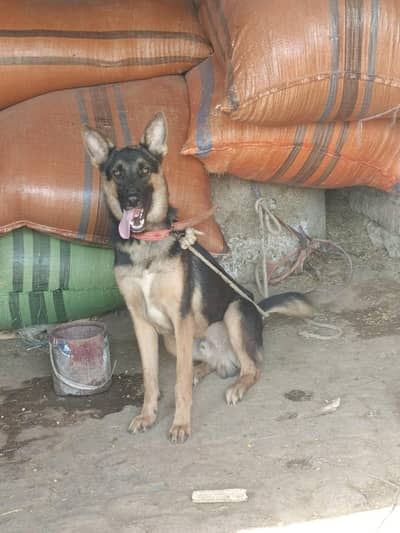 German Shepherd Male 1 Year - Healthy & Vaccinated - Peshawar