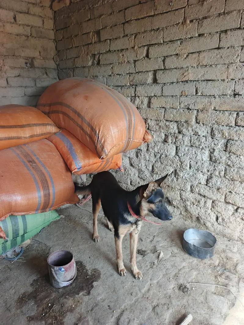 German Shepherd Male 1 Year - Healthy & Vaccinated - Peshawar — photo 2