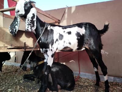 pure desi bakri