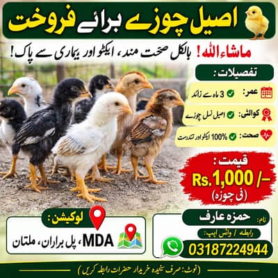 اصیل 5 چوزے فار سیل