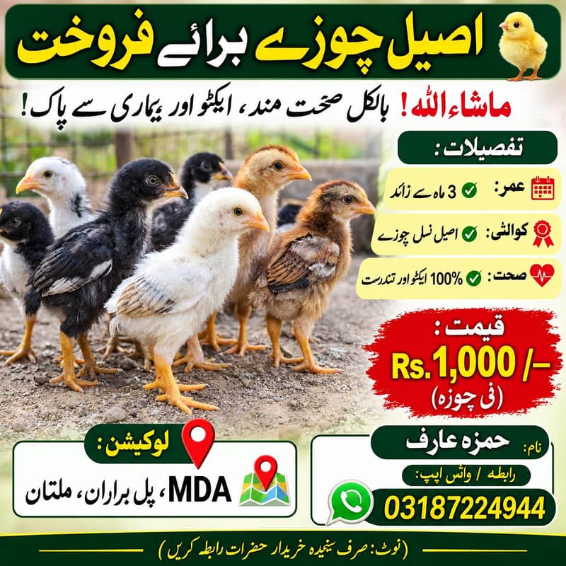 اصیل 5 چوزے فار سیل 0