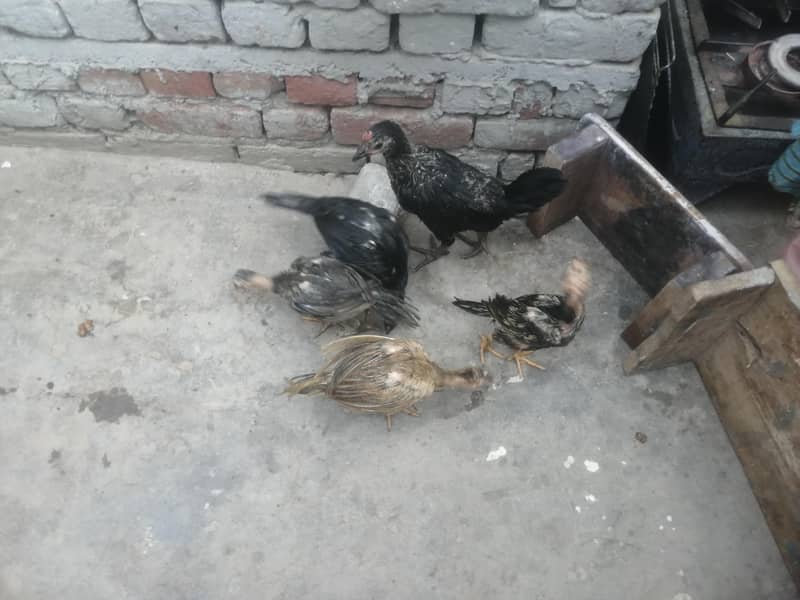 اصیل 5 چوزے فار سیل 1