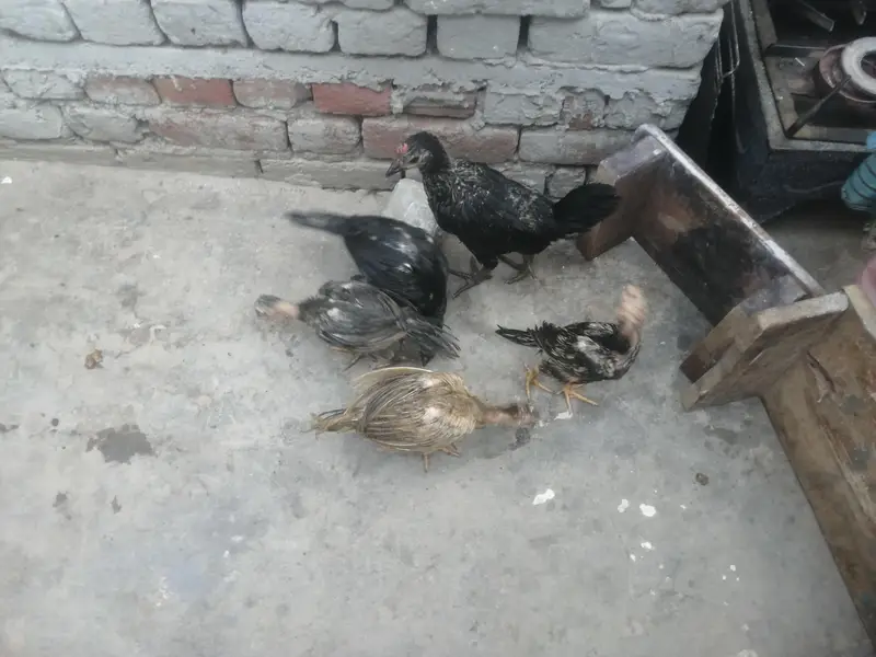 اصیل 5 چوزے فار سیل — photo 2
