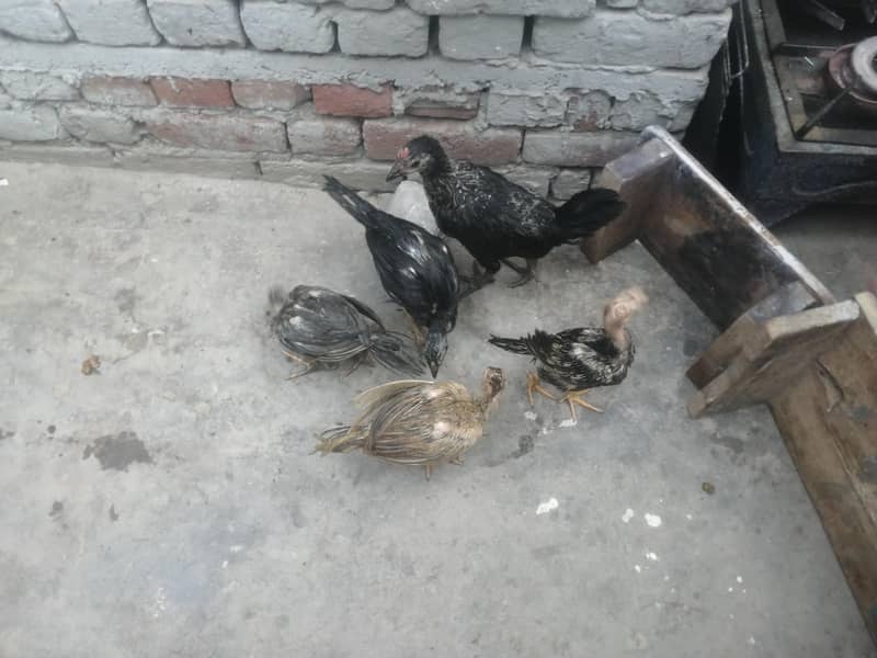 اصیل 5 چوزے فار سیل 2