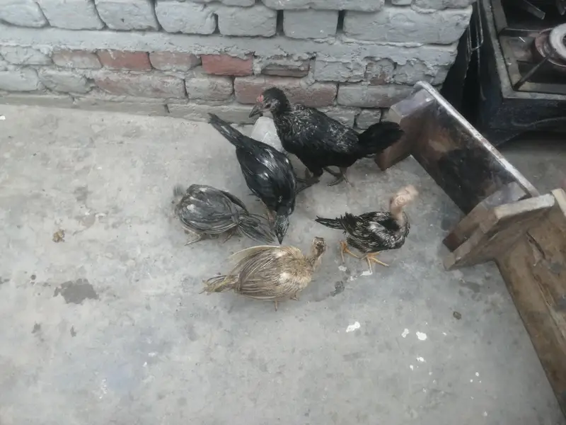 اصیل 5 چوزے فار سیل — photo 3