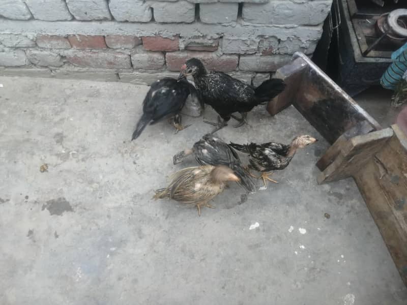 اصیل 5 چوزے فار سیل 3