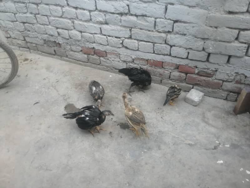 اصیل 5 چوزے فار سیل 4