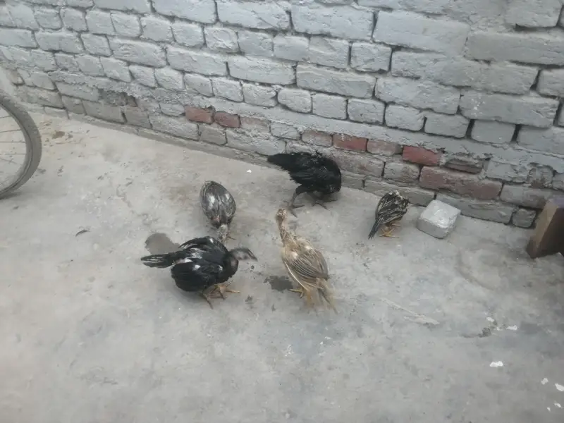 اصیل 5 چوزے فار سیل — photo 5