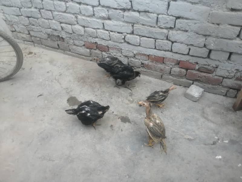 اصیل 5 چوزے فار سیل 5
