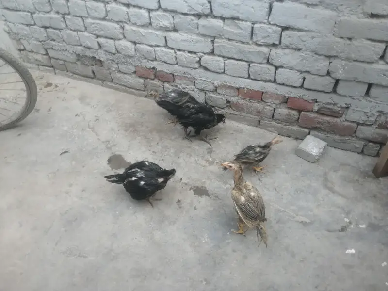 اصیل 5 چوزے فار سیل — photo 6