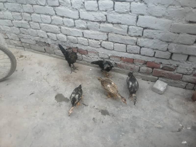 اصیل 5 چوزے فار سیل 6
