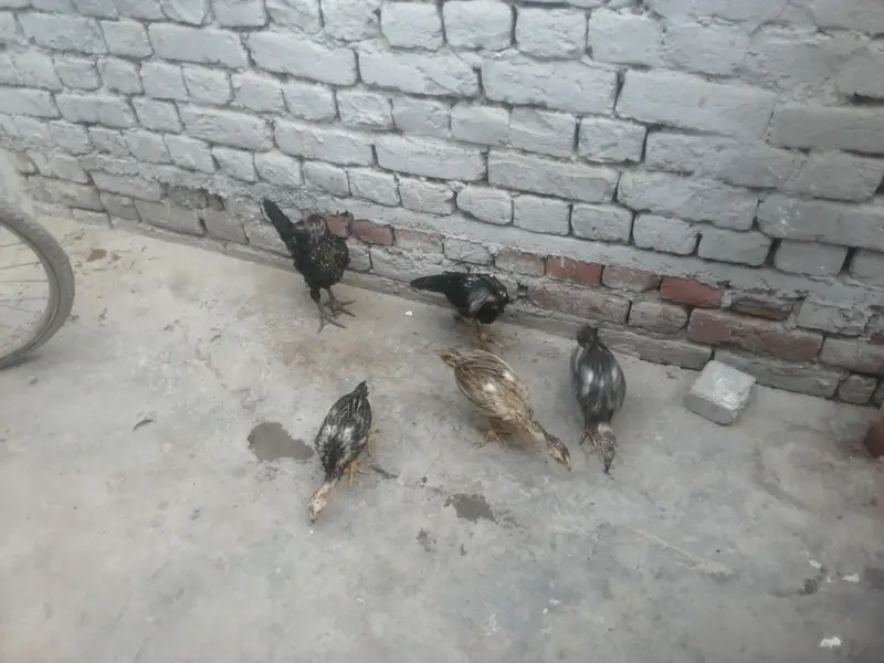 اصیل 5 چوزے فار سیل — photo 7