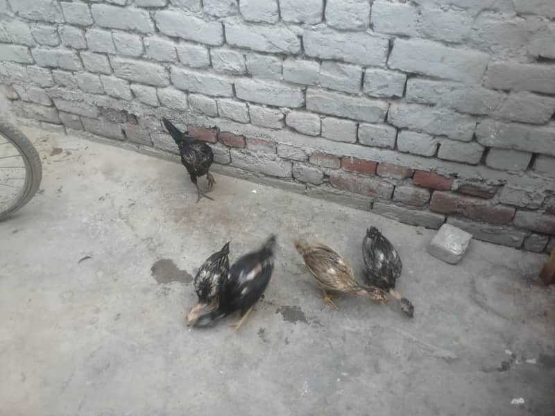 اصیل 5 چوزے فار سیل 7