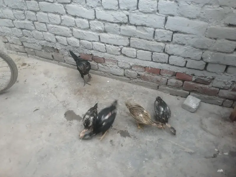 اصیل 5 چوزے فار سیل — photo 8
