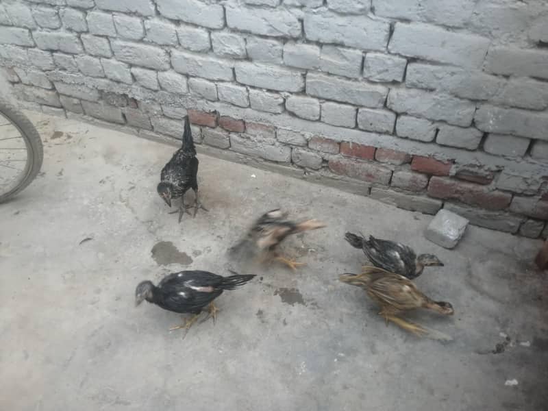 اصیل 5 چوزے فار سیل 8