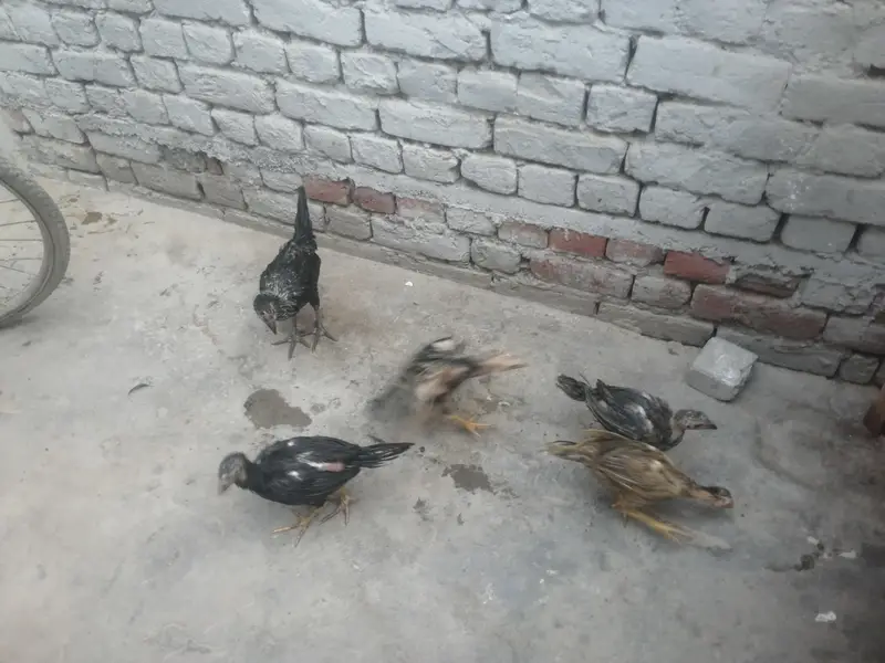 اصیل 5 چوزے فار سیل — photo 9