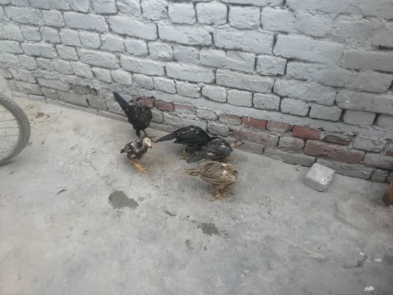 اصیل 5 چوزے فار سیل 9