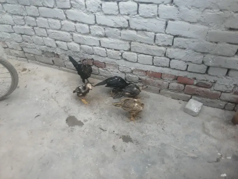اصیل 5 چوزے فار سیل — photo 10