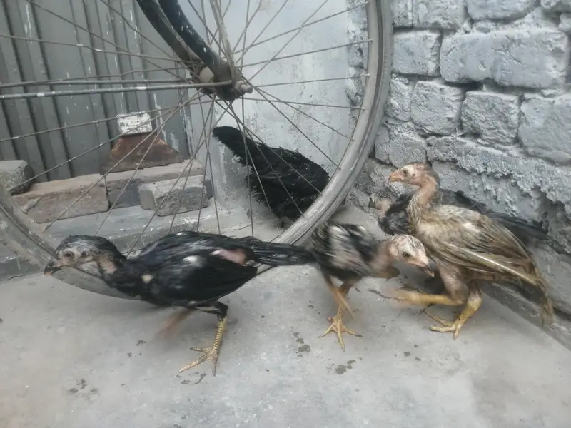 اصیل 5 چوزے فار سیل — photo 11