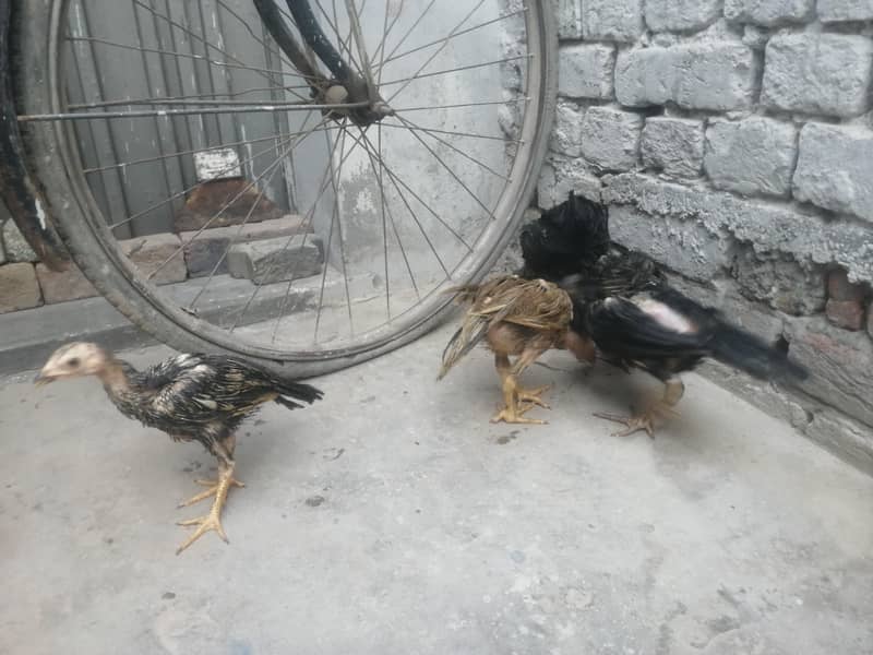 اصیل 5 چوزے فار سیل 11