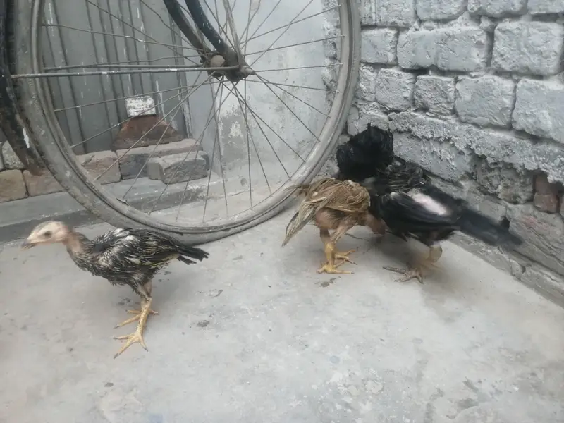 اصیل 5 چوزے فار سیل — photo 12