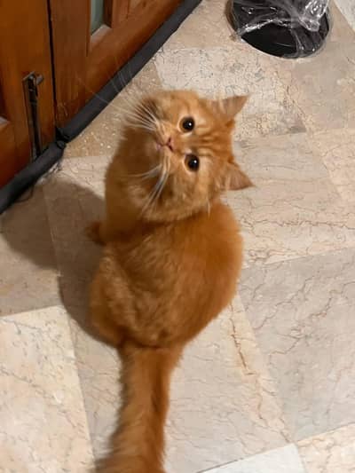 cat persion
