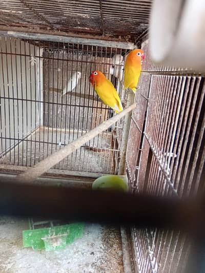 lutino personata pair