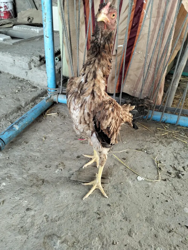 Aseel mianwali — photo 2