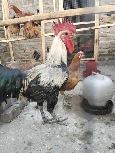 hens sale