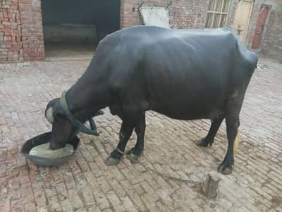 Buffalo for sale