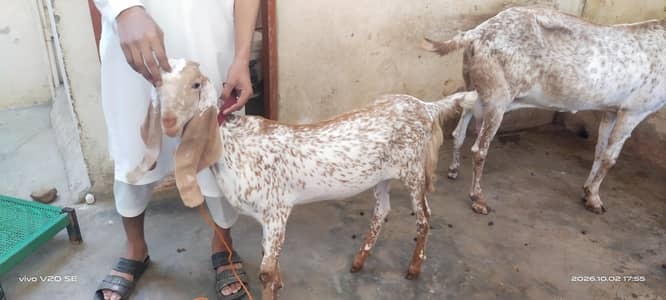 pure mkka cheni bread for sale