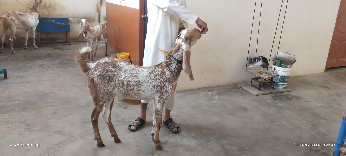 pure mkka cheni bread for sale — photo 10