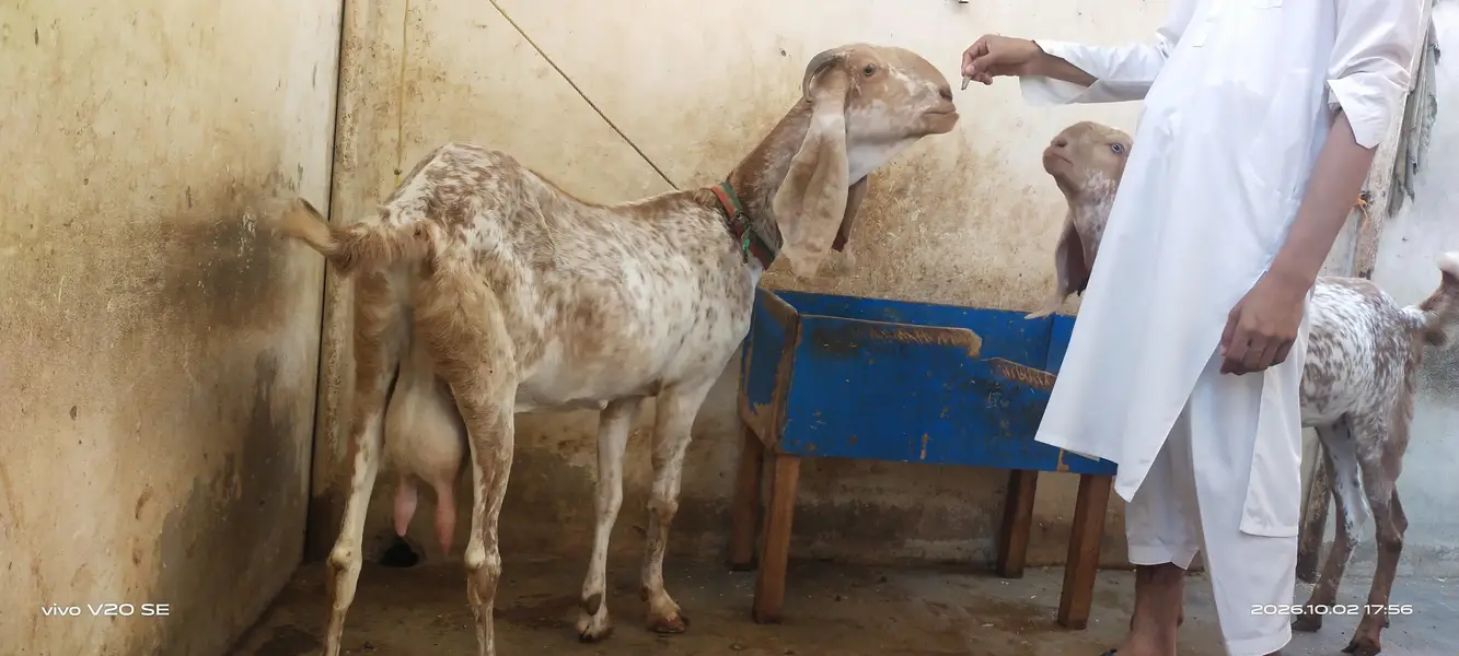 pure mkka cheni bread for sale — photo 12